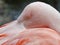 Chilean flamingo at Jersey Zoo