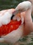 Chilean flamingo at Jersey Zoo