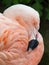 Chilean flamingo at Jersey Zoo