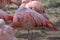 The Chilean flamingo & x28;Phoenicopterus chilensis