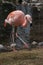 The Chilean flamingo & x28;Phoenicopterus chilensis