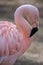 The Chilean flamingo & x28;Phoenicopterus chilensis