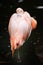 Chilean flamingo (Phoenicopterus chilensis)