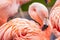Chilean flamingo, Phoenicopterus chilensis, with a beautiful pink background. Beautiful pink waterfowl with yellow eyes in the