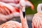 Chilean flamingo, Phoenicopterus chilensis, with a beautiful pink background. Beautiful pink waterfowl with yellow eyes in the