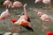 Chilean flamingo Phoenicopterus chilensis spreading wings