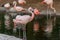 A Chilean flamingo Phoenicopterus chilensis walks through a pond of water. Native to South America in Chili, Brazil, Argentina,