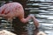 A Chilean flamingo Phoenicopterus chilensis walks through a pond of water. Native to South America in Chili, Brazil, Argentina,