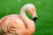 Chilean flamingo portrait