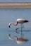 Chilean Flamingo in Salar de Atacama