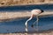 Chilean Flamingo in Salar de Atacama