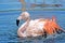 Chilean Flamingo splashing water with his wings, taking a bath.