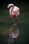 A Chilean Flamingo watching his reflection while w