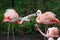 Chilean flamingos