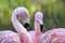 Chilean Flamingos