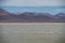 Chilean Flamingos on the Altiplano