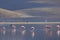 Chilean Flamingos on the Altiplano of Northern Chile
