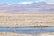 The Chilean flamingos at the Chaxa Lagoon, Chile