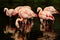 Chilean Flamingos Feeding