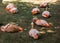 Chilean Flamingos Resting