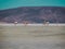 Chilean flamingos in a salt lake.