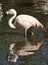 Chilean flamingos in a small pond