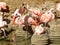 Chilean flamingos on their nests