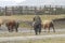 Chilean Gauchos in patagonia