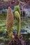 Chilean or Giant Rhubarb - Gunnera manicata, Hilliers Arboretum, Romsey, Hampshire, England, UK.