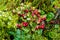 Chilean guava or strawberry myrtle berries in Chile