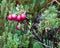 Chilean guava or strawberry myrtle berries in Chilean Patagonia