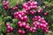 Chilean guava or strawberry myrtle berries in Chilean Patagonia