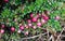 Chilean guava or strawberry myrtle berries in Chilean Patagonia