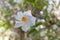 Chilean jasmine, Mandevilla laxa, white flower with yellow eye