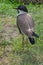 Chilean lapwing walking on green grass, seen from above