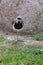 Chilean lapwing walking on green grass, seen from above