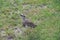 Chilean lapwing walking on green grass, seen from above