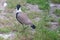 Chilean lapwing walking on green grass, seen from above