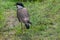 Chilean lapwing walking on green grass, seen from above