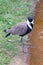 Chilean lapwing walking at the waterfront, seen from above