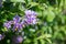 Chilean nightshade (solanum crispum) flowers