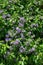 Chilean nightshade (solanum crispum) flowers