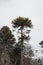 Chilean Patagonian Araucaria, traditional mapuche tree, in a cloudy day.