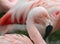 Chilean Pink Flamingo