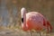 Chilean Pink Flamingo