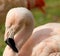 Chilean pink flamingo with a stern look