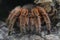 Chilean pink tarantula (Grammostola rosea)  spider is perched on top of a rock near a small toad