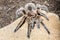 Chilean pink tarantula on a rock dark background