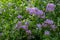 Chilean potato climbing plant also known as Solanum crispum, with bursts of purple and yellow flowers. Photographed in London UK