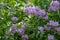 Chilean potato climbing plant also known as Solanum crispum, with bursts of purple and yellow flowers. Photographed in London UK